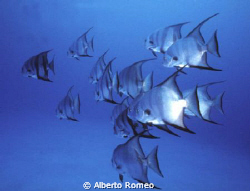Scool of Batfish.
Nikonos 15mm+ Ikelite strobe by Alberto Romeo 